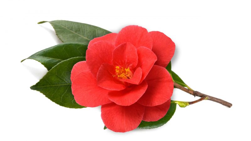 camellia japonica seed oil